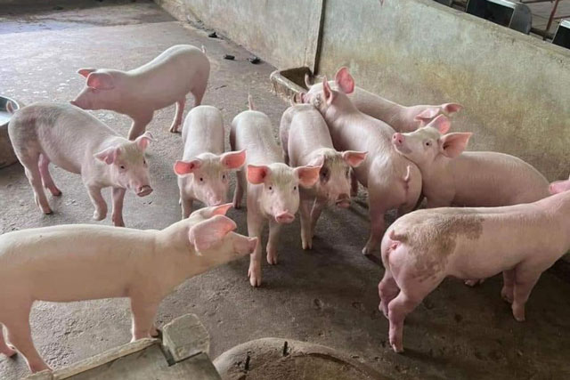 Giá heo hơi hôm nay 9/1/2024: Cả 3 miền tăng 1.000 - 2.000 đồng/kg