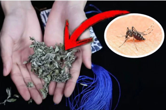 Vò nắm lá này đặt trong phòng, cả đêm không nhìn thấy con muỗi nào, yên tâm mà ngủ