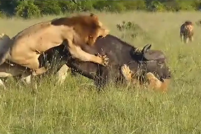 CLIP: Bầy sư tử được bữa ‘no say’ sau khi hạ sát trâu rừng nặng gần 1 tấn