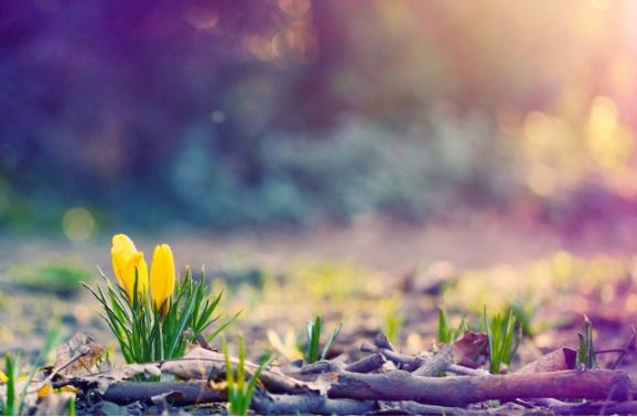 Tử vi ngày 10/1/2024: Tuổi Thìn may mắn mọi điều, tuổi Hợi cân nhắc chi tiêu