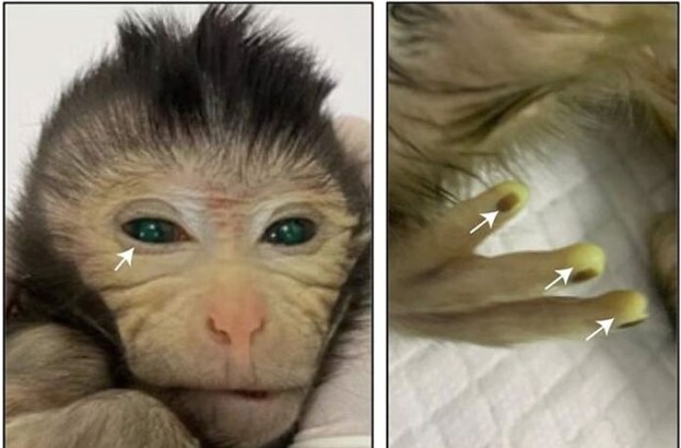 Lộ diện con khỉ lạ mắt xanh như ngọc, ngón tay màu vàng phát sáng dạ quang