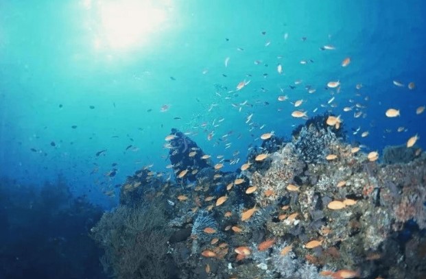 Động vật dưới biển uống nước lọc bằng cách nào? Bí mật đằng sau gây sửng sốt!