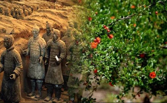 Cây lựu cách lăng Tần Thủy Hoàng 100 mét hé lộ bí ẩn khiến giới khoa học sửng sốt