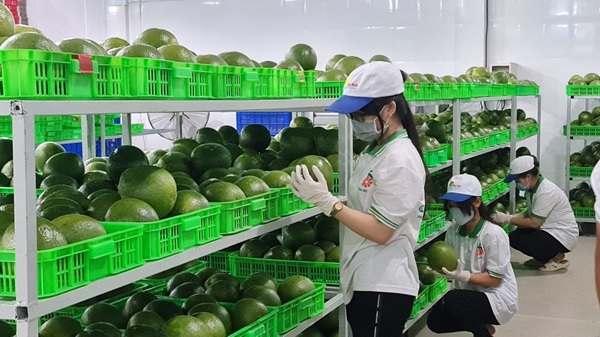 Công ty TNHH Green Powers: Lan tỏa hương bưởi Việt