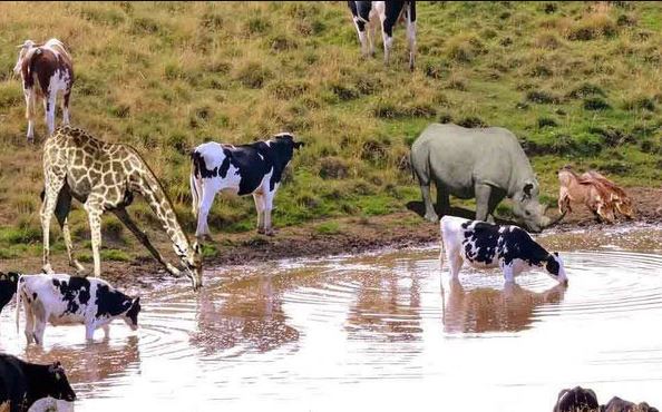 Tại sao động vật hoang dã có thể ăn bẩn, uống dơ mà không bị bệnh?
