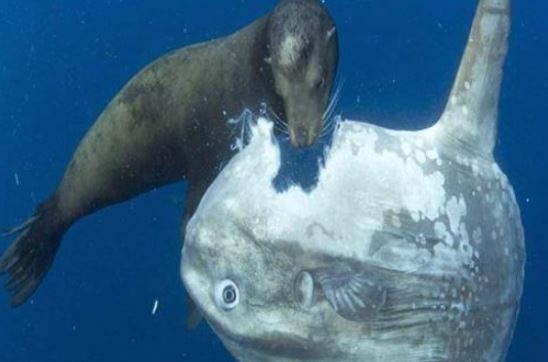 Loài cá lười nhất thế giới: Dù bị ăn thịt mất một nửa cũng không cử động, lại không lo tuyệt chủng vì lý do này