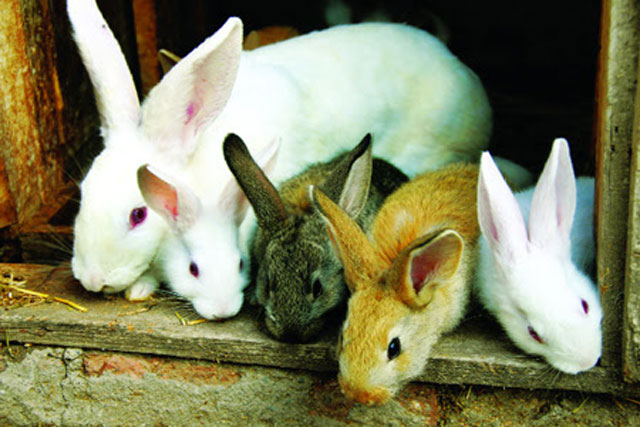 Có khả năng sinh sản chóng mặt, bí ẩn gì khiến Thỏ không phải là nguồn thịt chính của con người?