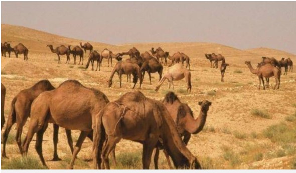 Khả năng nhịn đói khó tin của lạc đà trên sa mạc