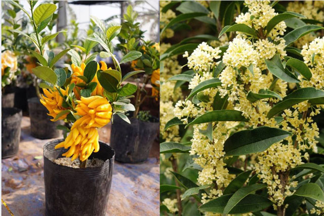 Sân vườn trồng 3 cây cảnh này chẳng khác nào 'chôn vàng' trong nhà, dễ gặp quý nhân, tiền tài nở rộ