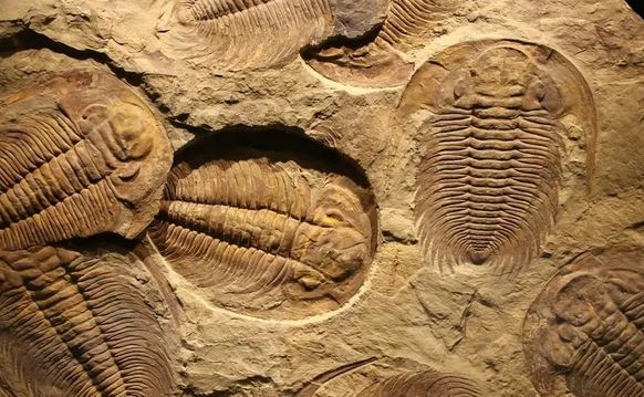 Đá cổ Trung Quốc phơi bày 'ngày tận thế' nửa tỉ năm trước