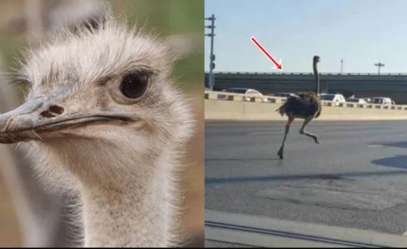 Sự thật về đà điểu mà ít người biết: Là loài chim duy nhất có 2 ngón chân, có mắt to hơn não