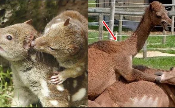 Chiêu giao phối bí ẩn nhất trong tự nhiên khiến con cái bị đánh lừa hoàn toàn