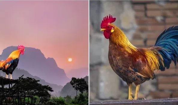 Sự thật đằng sau tiếng gà gáy: Con người đã đoán sai hàng ngàn năm nay