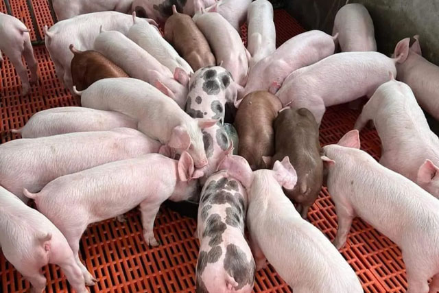 Giá heo hơi hôm nay 11/1/2024: Tiếp tục tăng 1.000 - 2.000 đồng/kg