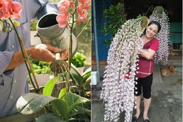 Vùi 2 thứ này vào chậu: Rễ và lá của hoa lan mọc ra tua tủa, hoa thơm ngào ngạt