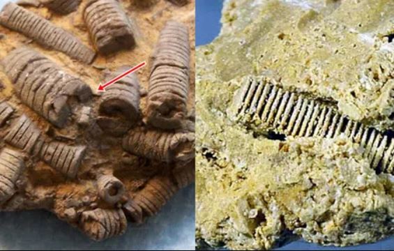 Sự thật về chiếc 'đinh ốc vít' 300 triệu năm được tìm thấy: Hé lộ bí mật về đỉnh cao thời tiền sử