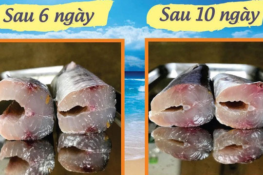 Mẹo bảo quản cá được tươi lâu và ngon hơn, bà nội trợ nào cũng nên biết