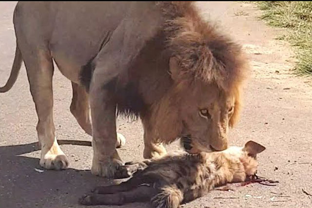 CLIP: Linh cẩu con đen đủi, gặp ngay sư tử đực đi tuần tra lãnh thổ và cái kết ‘không thể đắng hơn’