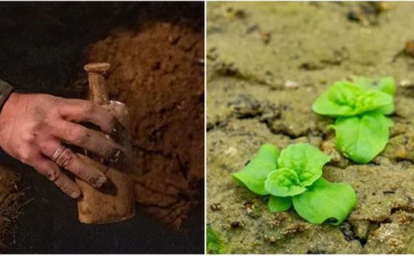 Phát hiện loài thực vật lai bí ẩn trong thí nghiệm trồng hạt giống kéo dài 144 năm