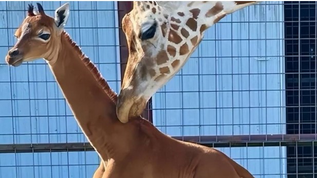 Một con hươu cao cổ một màu hiếm đến mức phải nuôi nhốt suốt đời? Tác dụng không ngờ của những chiếc đốm!