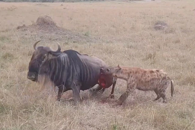 Linh cẩu ăn thịt linh dương đầu bò.