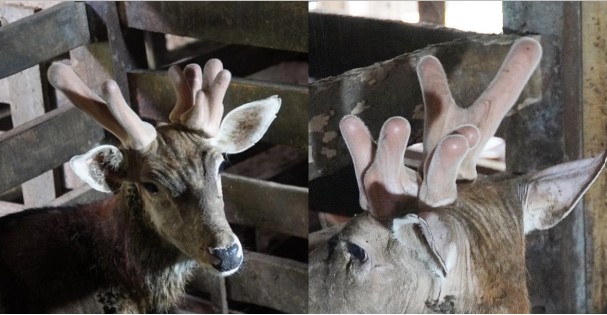 Kỳ lạ con hươu mọc 3 sừng ở Hà Tĩnh siêu hiếm, trả giá 100 triệu chưa chắc đã mua nổi