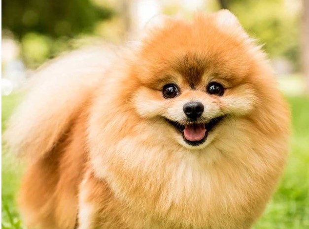 Loài chó 'quý tộc' thông minh nhất thế giới, khả năng ghi nhớ ‘đáng gờm’, con đắt nhất có giá lên đến 300 triệu