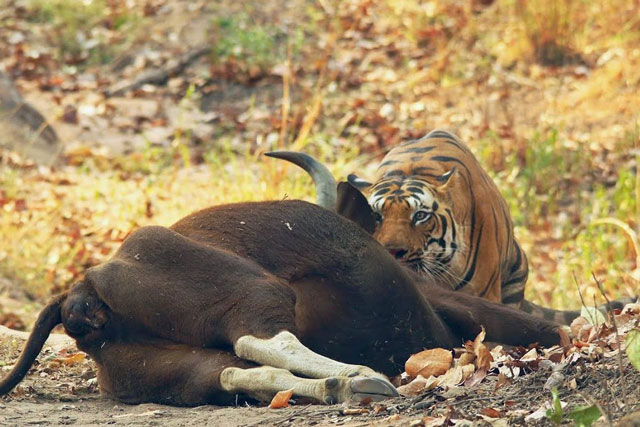 CLIP: Hổ dữ thể hiện sức mạnh đáng sợ, ngang nhiên hạ sát bò tót giữa vòng vây của ‘những gã khổng lồ’ nặng hơn 1 tấn