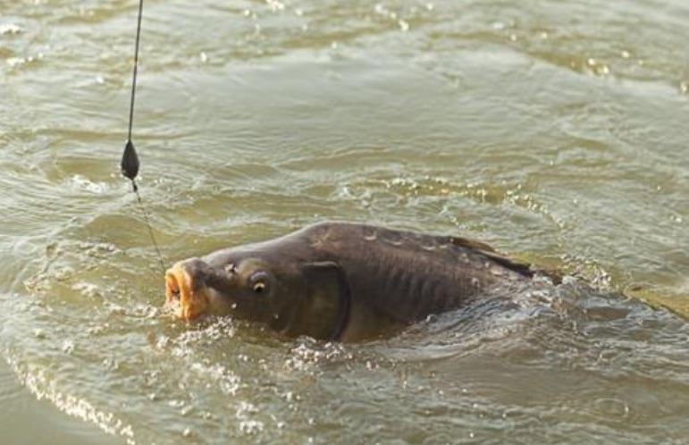 Cá sống dưới nước và giun đất sống dưới lòng đất, tại sao giun lại được làm mồi câu ưa thích?