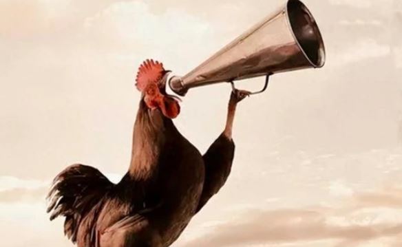 Tại sao gà trống luôn gáy đúng giờ mỗi ngày?