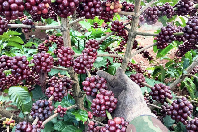 Giá nông sản ngày 12/1/2024: Cà phê quay đầu giảm nhẹ, hồ tiêu tăng mạnh