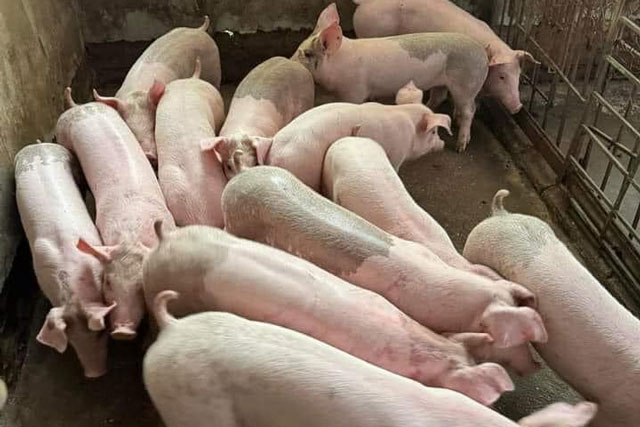 Giá heo hơi hôm nay 12/1/2024: Cả 3 miền tiếp tục tăng