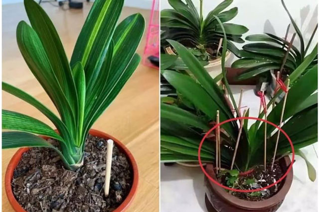 Đũa và ống hút cũ đừng vội vứt đi, cắm vào chậu hoa cây sẽ nhận nhiều lợi ích