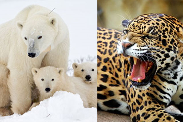 5 loài động vật ăn thịt đồng loại ‘không chớp mắt’: Con cuối cùng khiến nhiều người ngạc nhiên