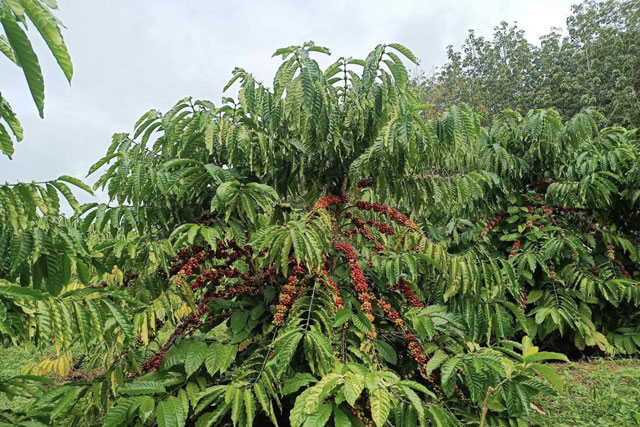 Giá nông sản ngày 13/1/2024: Cà phê tiếp tục giảm, hồ tiêu tăng 1.000 đồng/kg