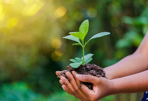 TreeBank công bố sáng kiến “Ngày trồng cây 3/3” 