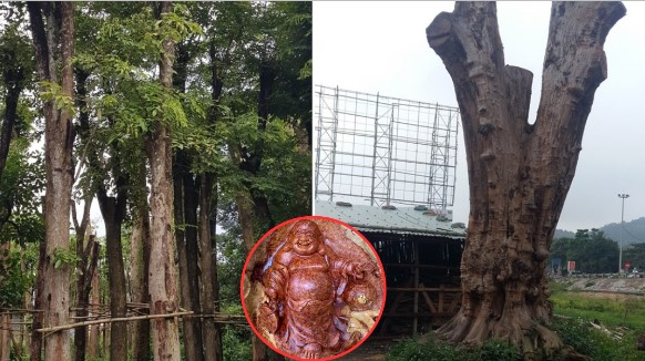 Đại gia sở hữu ‘báu vật’ ngàn năm: Loại gỗ quý trăm năm cao 1 tấc,ngã giá 1 triệu đô nhưng không bán