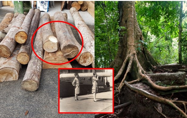 Loại gỗ nhẹ nhất thế giới: Siêu mềm, 1 người phụ nữ có thế vừa vác vừa chạy, chỉ nặng 40 kg/m3