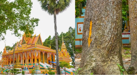 Ngôi chùa ‘độc nhất vô nhị’ tại Việt Nam với loạt cây cổ thụ trăm năm tuổi, được xây dựng từ năm 1465