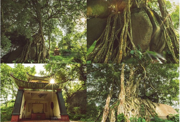 Cây sanh có niên đại hơn 1000 năm - kiệt tác của tự nhiên: Cao khoảng 27m, cả làng xem là ‘báu vật’