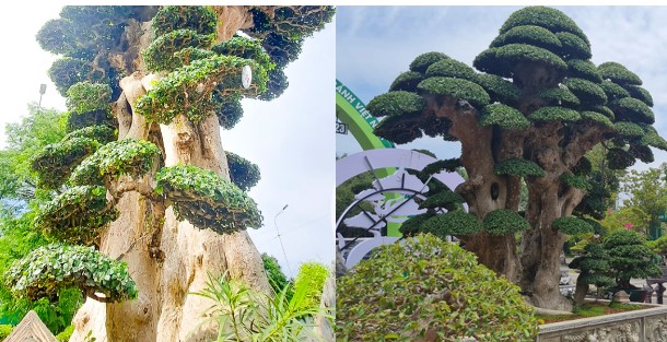 Cây duối 1000 năm tuổi độc nhất vô nhị tại Việt Nam được trả giá 23 tỷ đồng nhưng vẫn chưa đồng ý bán