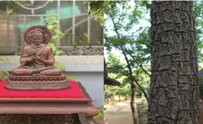 Cây gỗ có biệt danh là ‘Vua của các loại gỗ’ sinh trưởng hàng nghìn năm, được giới nhà giàu săn đón