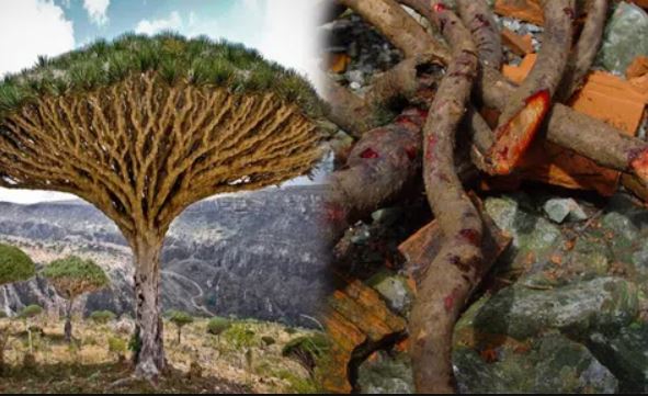 Kỳ lạ loại cây 'chảy huyết' khi bị chặt hạ