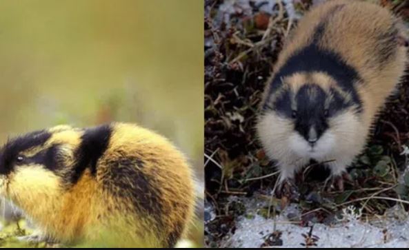 Bí ẩn loài chuột ‘tự vẫn tập thể’, theo nhau nhảy xuống biển: Lý do đằng sau gây xót xa