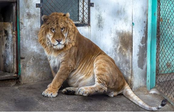 10 loài động vật lai kỳ lạ nhất, 'có 1-0-2' trên thế giới