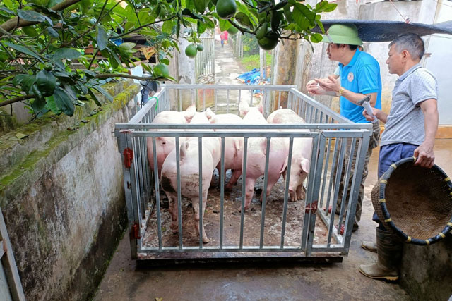 Giá heo hơi hôm nay 13/1/2024: Tiếp tục tăng tại một số địa phương