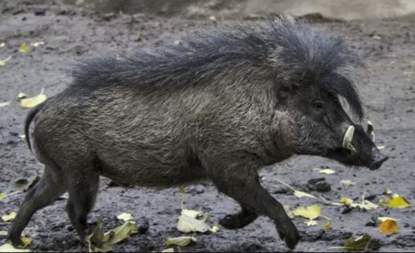 Bí mật về loại động vật có vú kỳ lạ nhất hành tinh: Có lông như kim, bị đồn đại về khả năng đào xuyên núi