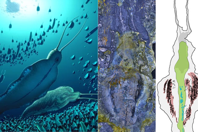 Loài ‘quái vật khủng bố’ 518 triệu năm tuổi có vẻ ngoài đáng sợ, săn mồi nhanh như chớp