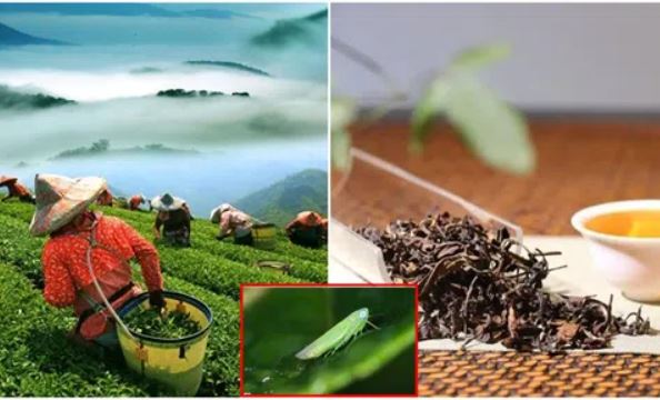Kỳ lạ loại trà quý hiếm cứ bị bọ ăn là tăng giá gấp 13 lần, Việt Nam chỉ vài tỉnh trồng được