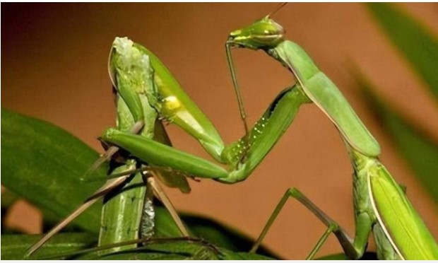 
Sự thật sốc về loài vật có con cái ăn thịt ‘bạn tình’ sau khi ‘ân ái’: Tưởng là tàn nhẫn nhưng lại là 'sự sắp đặt của tạo hóa'!